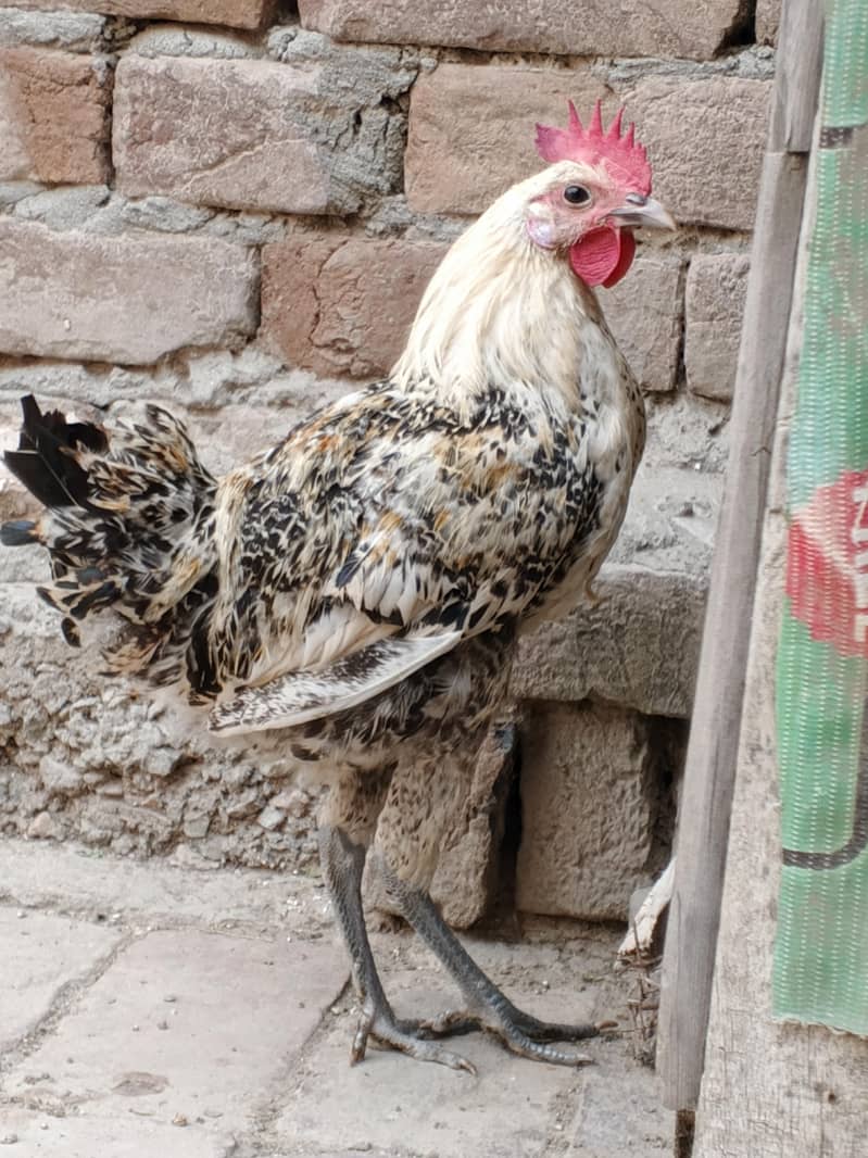 Desi murga 1