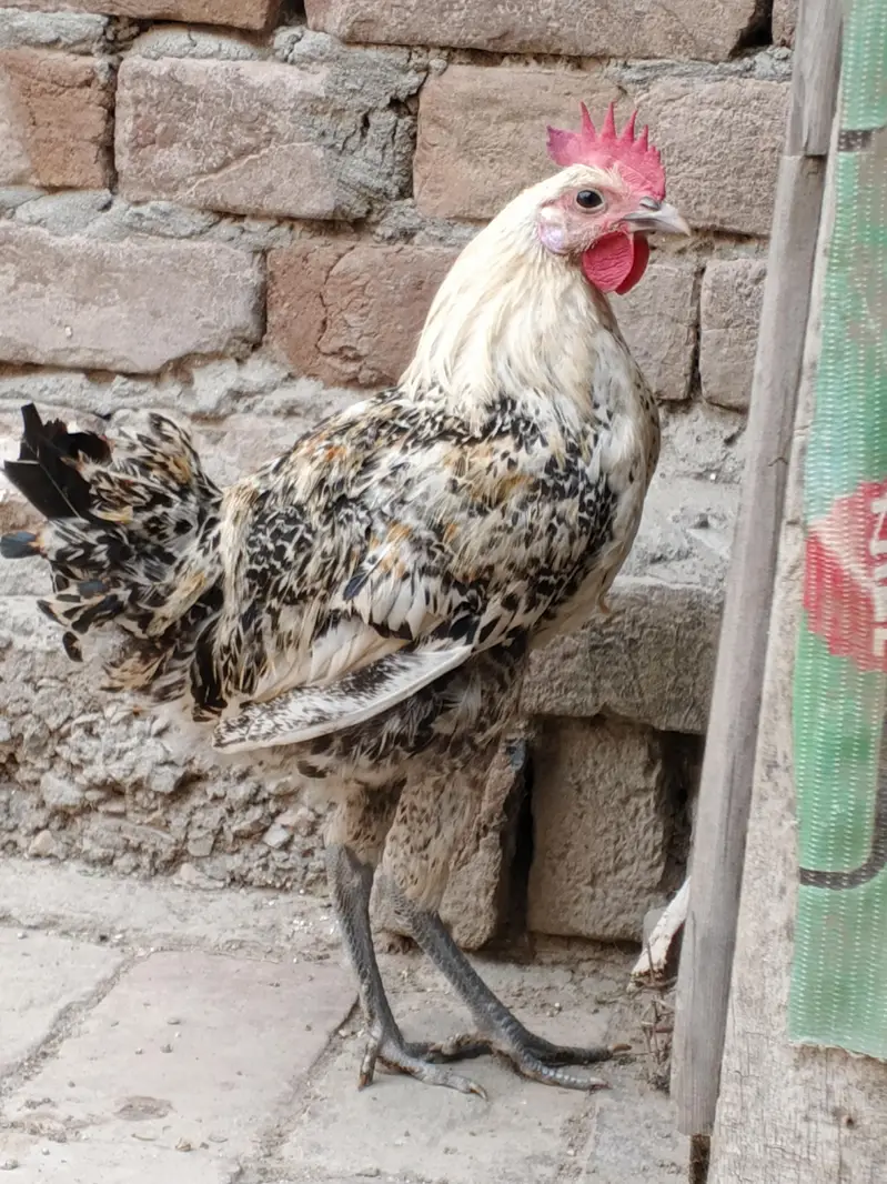 Desi murga — photo 2