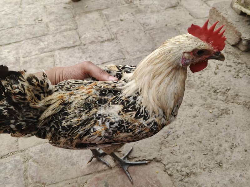 Desi murga 2