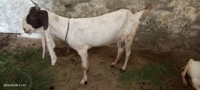 Gulabi  bakri for sale urgent paison ki zrurat h