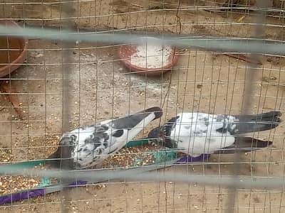 pair of pigeon