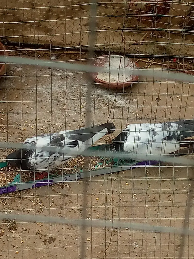 pair of pigeon — photo 2