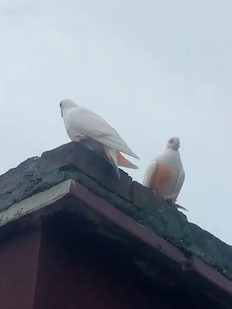 pair of pigeon — photo 3