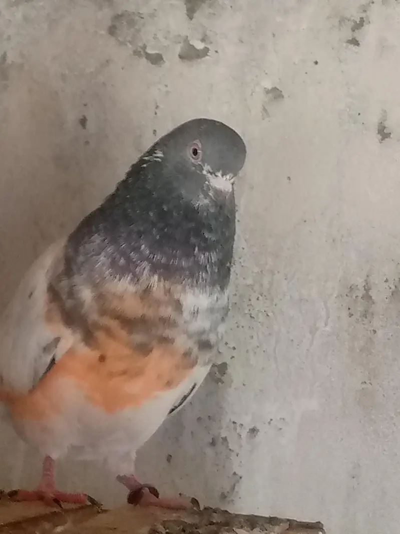 pair of pigeon — photo 4