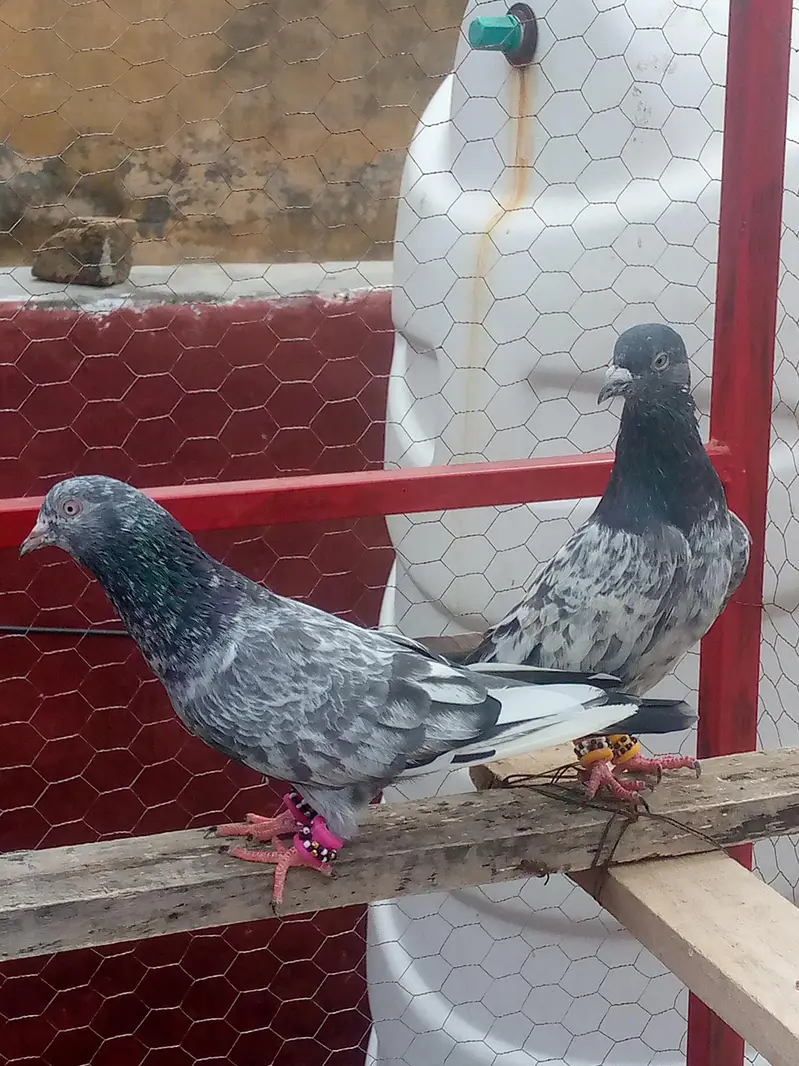 pair of pigeon — photo 5