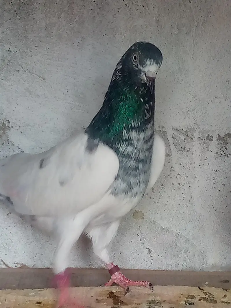 pair of pigeon — photo 6