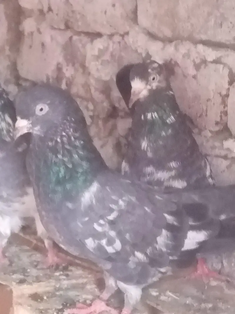 pair of pigeon — photo 7