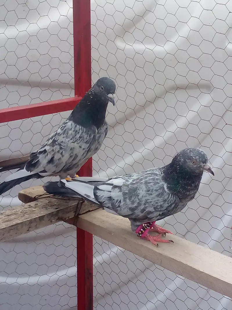 pair of pigeon — photo 8