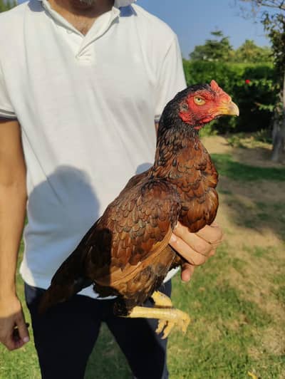 Top quality Khanori Madi