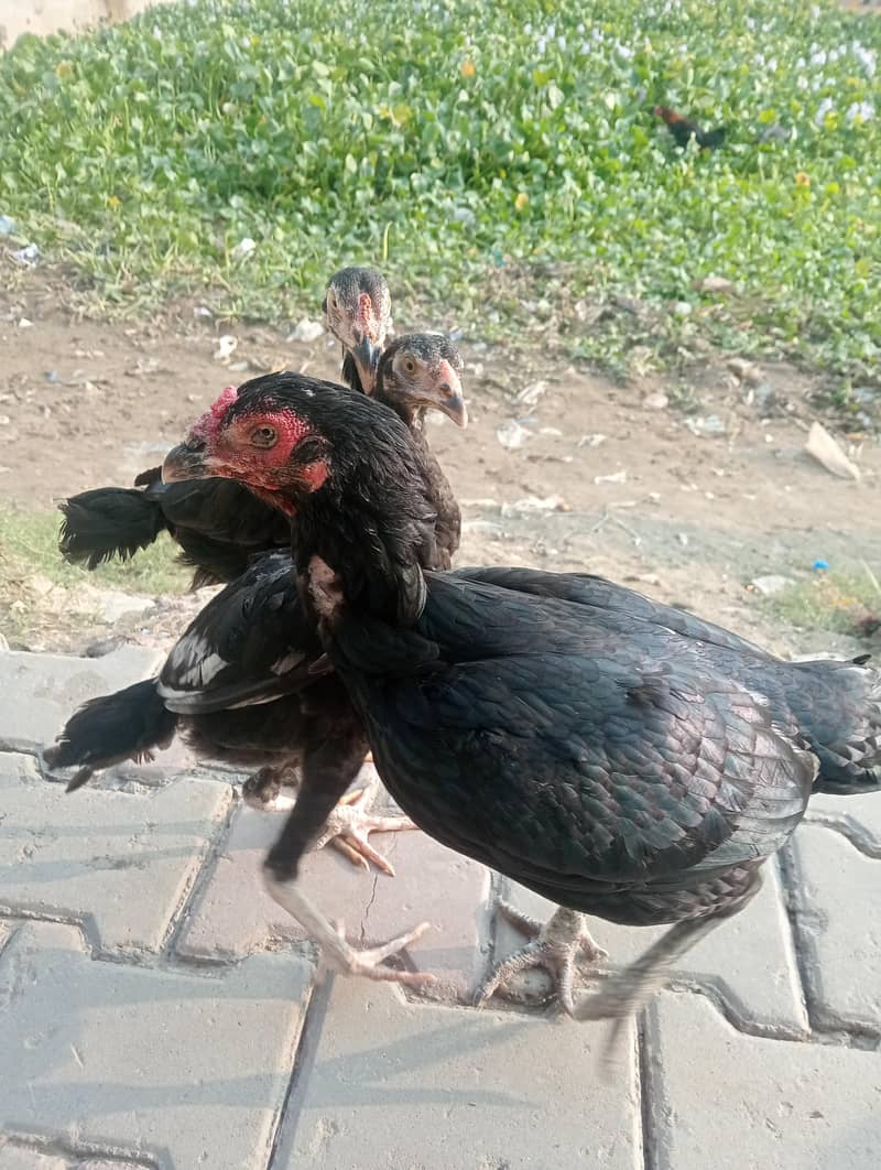 Thai high level 2