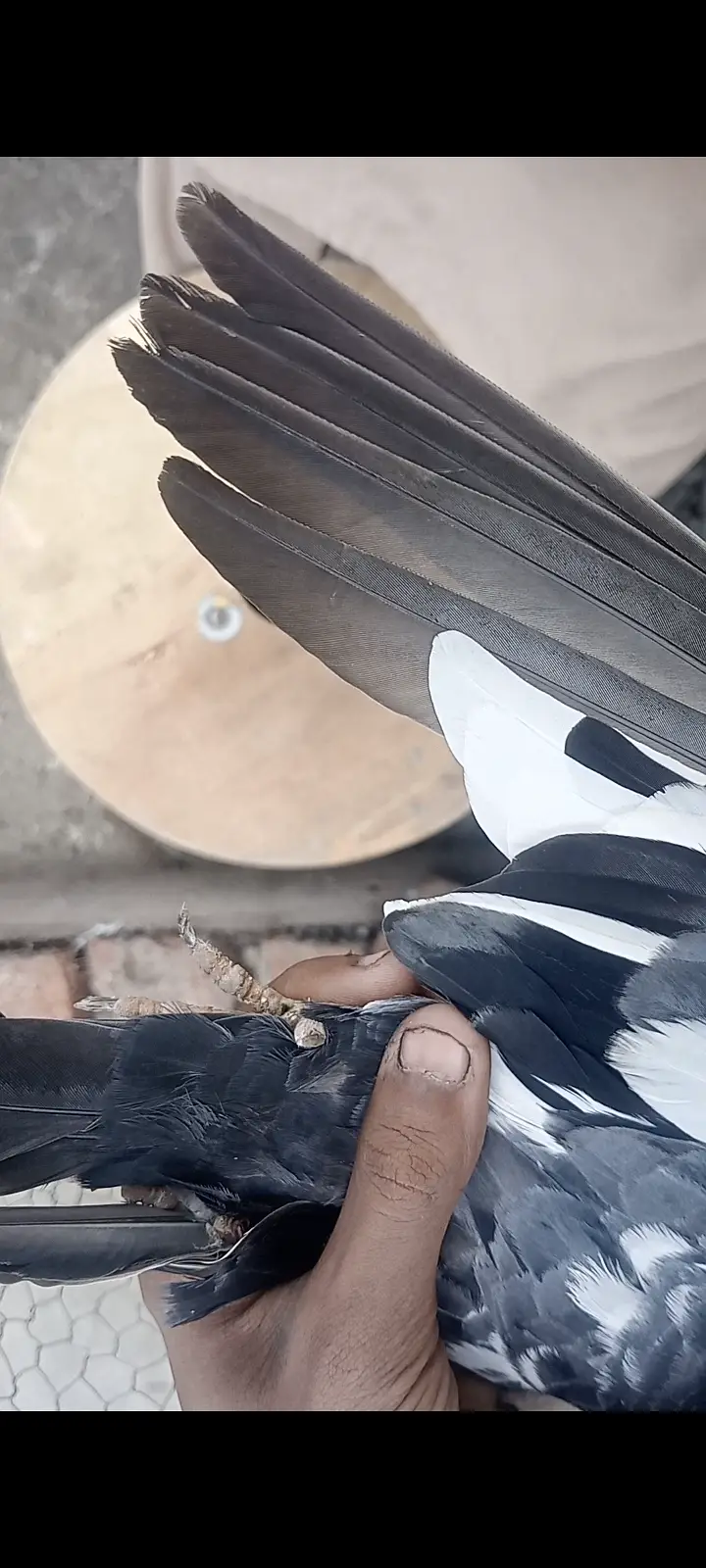 Teddy croos chenna banky — photo 2