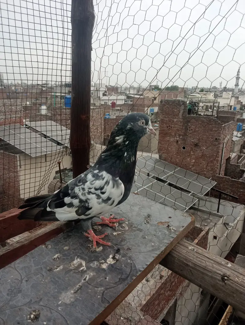Teddy croos chenna banky — photo 3