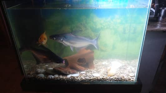 equirium