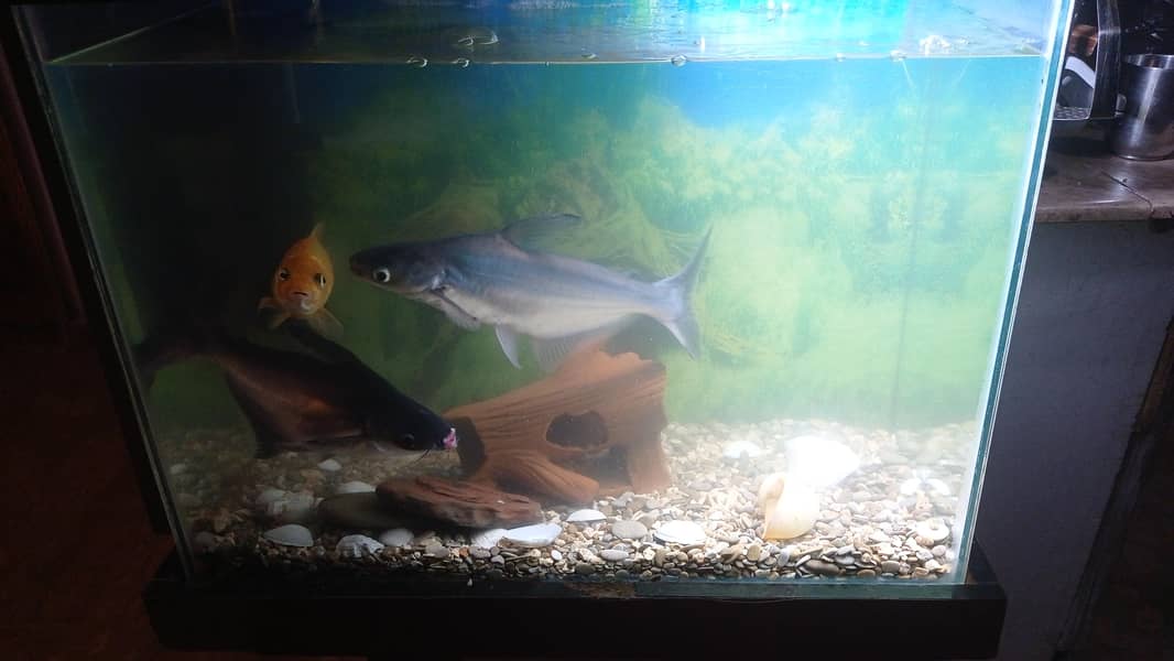 equirium 0