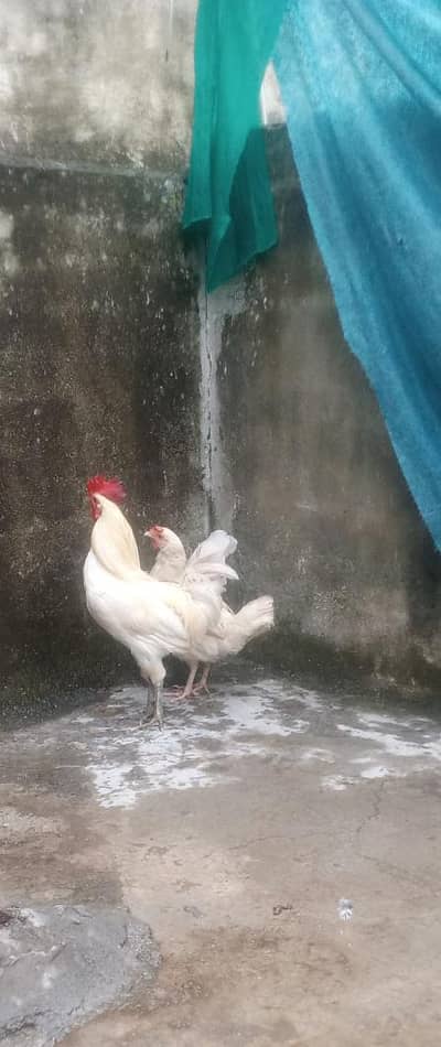 white Desi pair