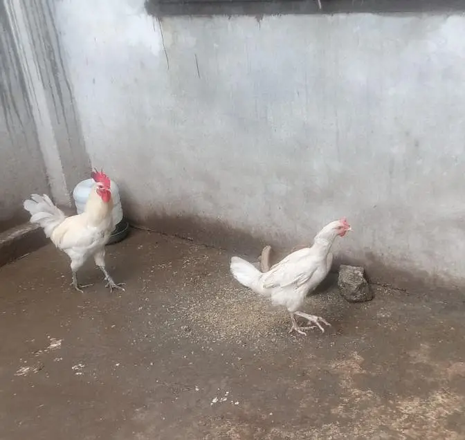 white Desi pair — photo 2