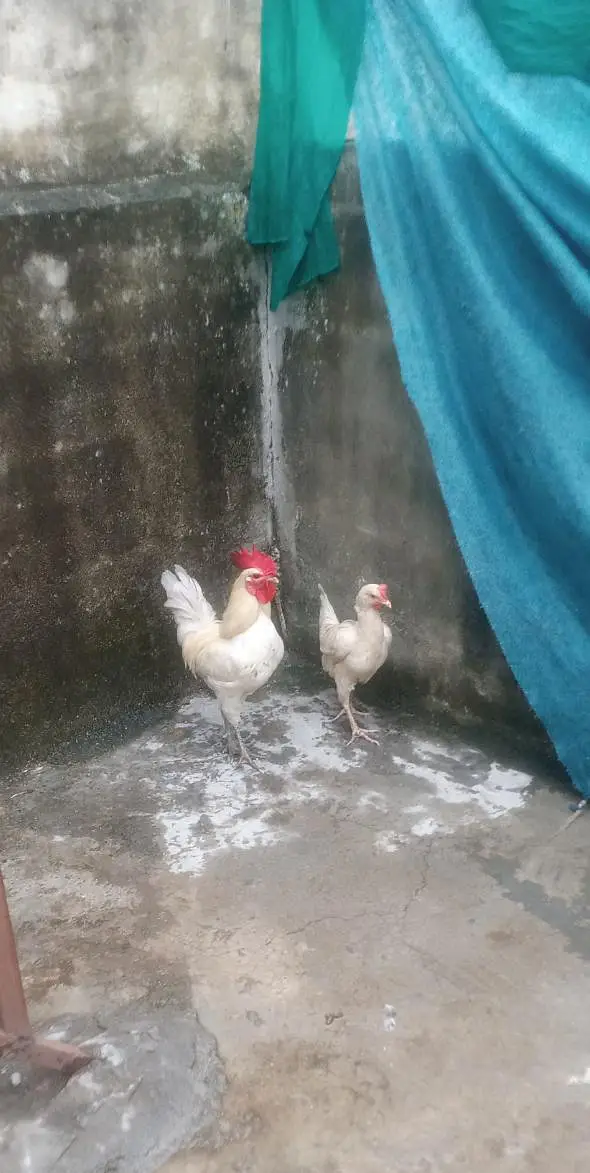white Desi pair — photo 5