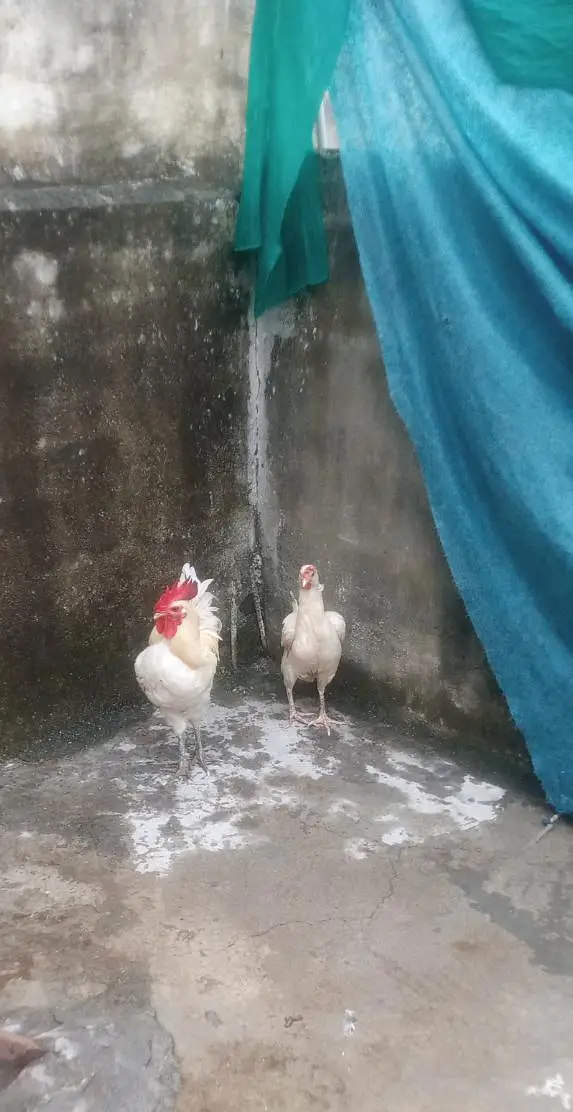 white Desi pair — photo 6