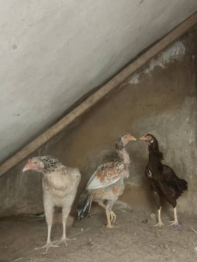 hens for sale home breed