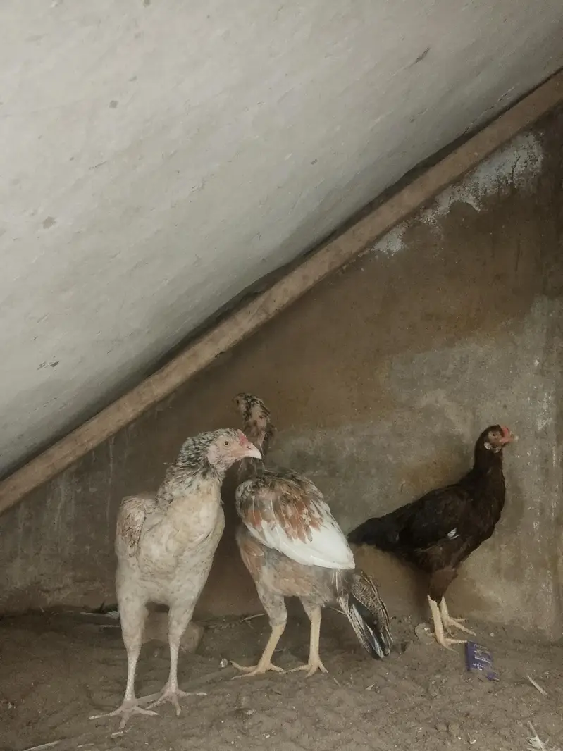 hens for sale home breed — photo 2