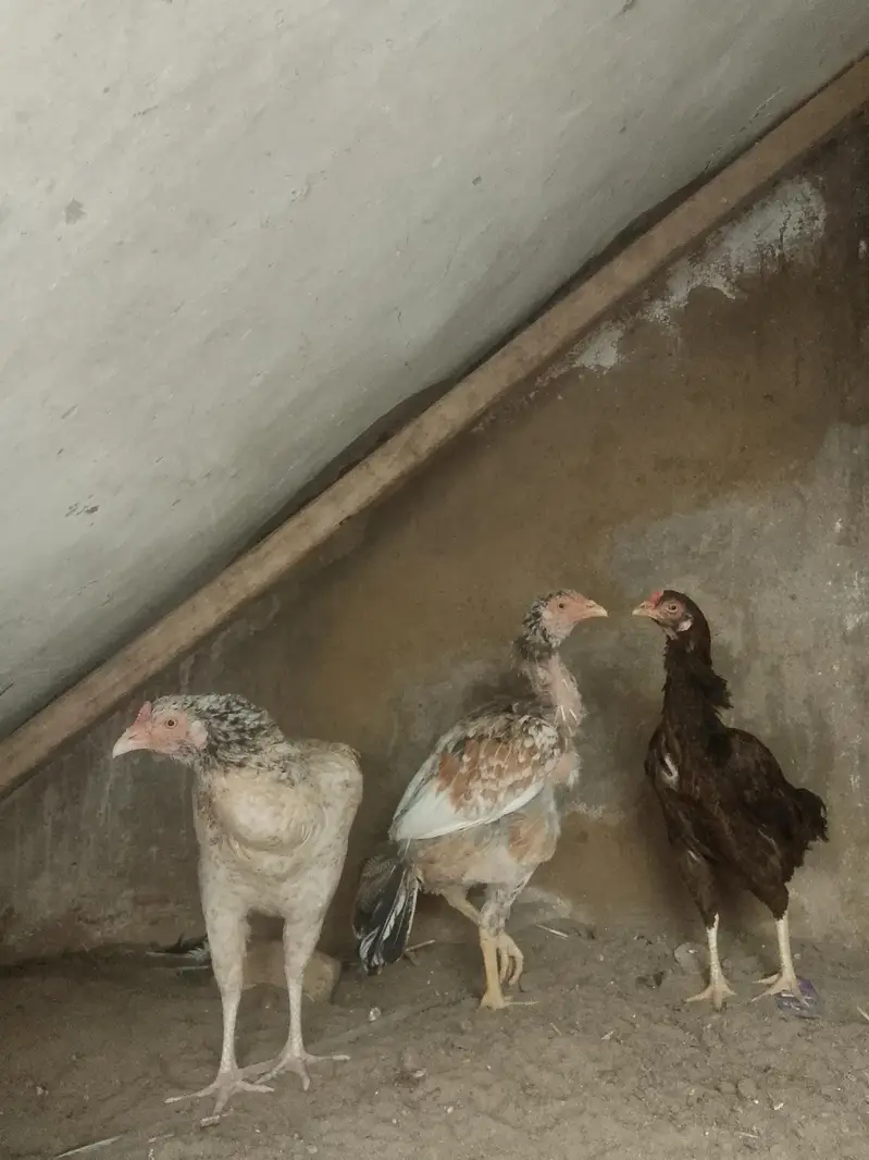hens for sale home breed — photo 3