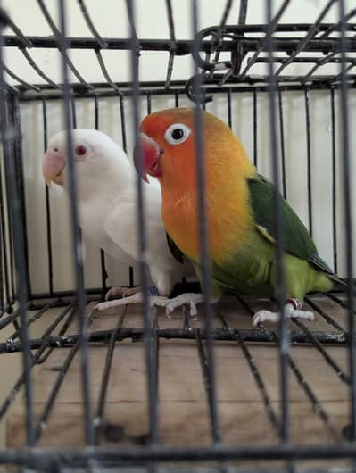 Love Birds for Sale