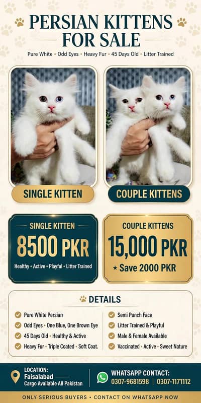 Kittens Cat Baby's