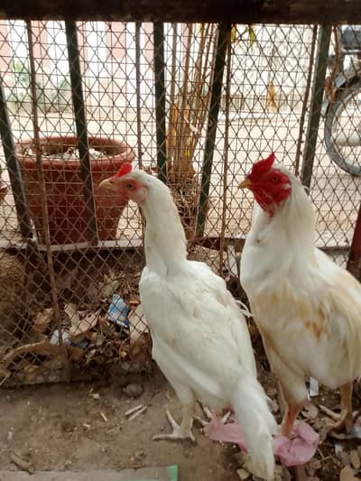 Heera aseel pair and 1:aseel hen