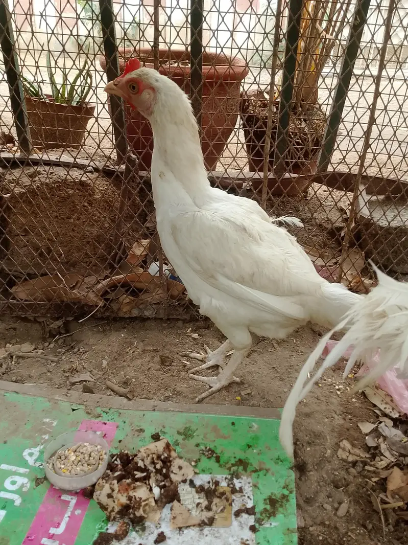 Heera aseel pair and 1:aseel hen — photo 2