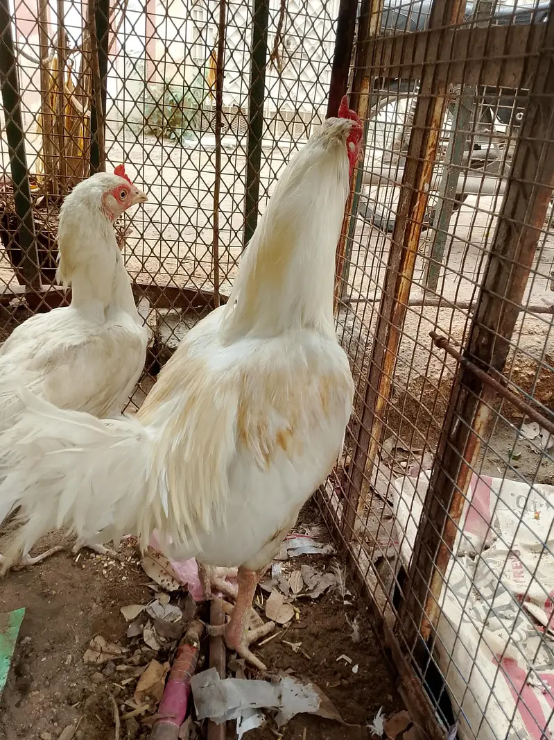 Heera aseel pair and 1:aseel hen — photo 3