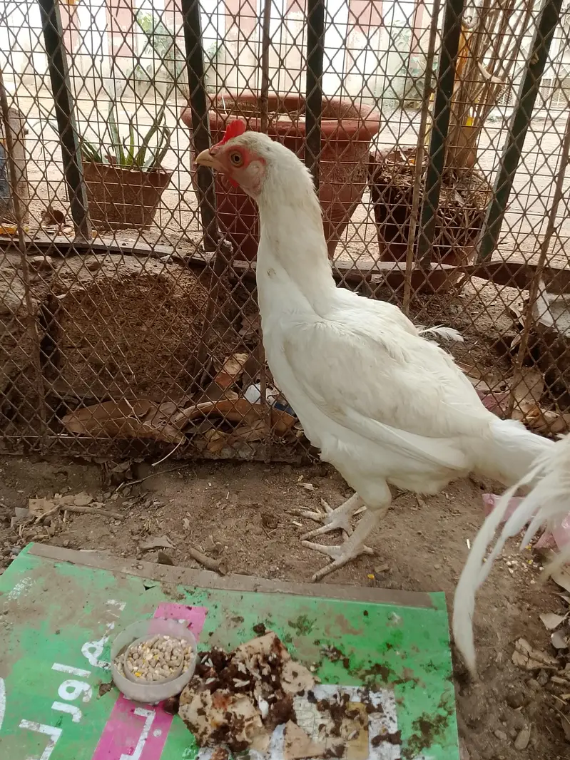 Heera aseel pair and 1:aseel hen — photo 4