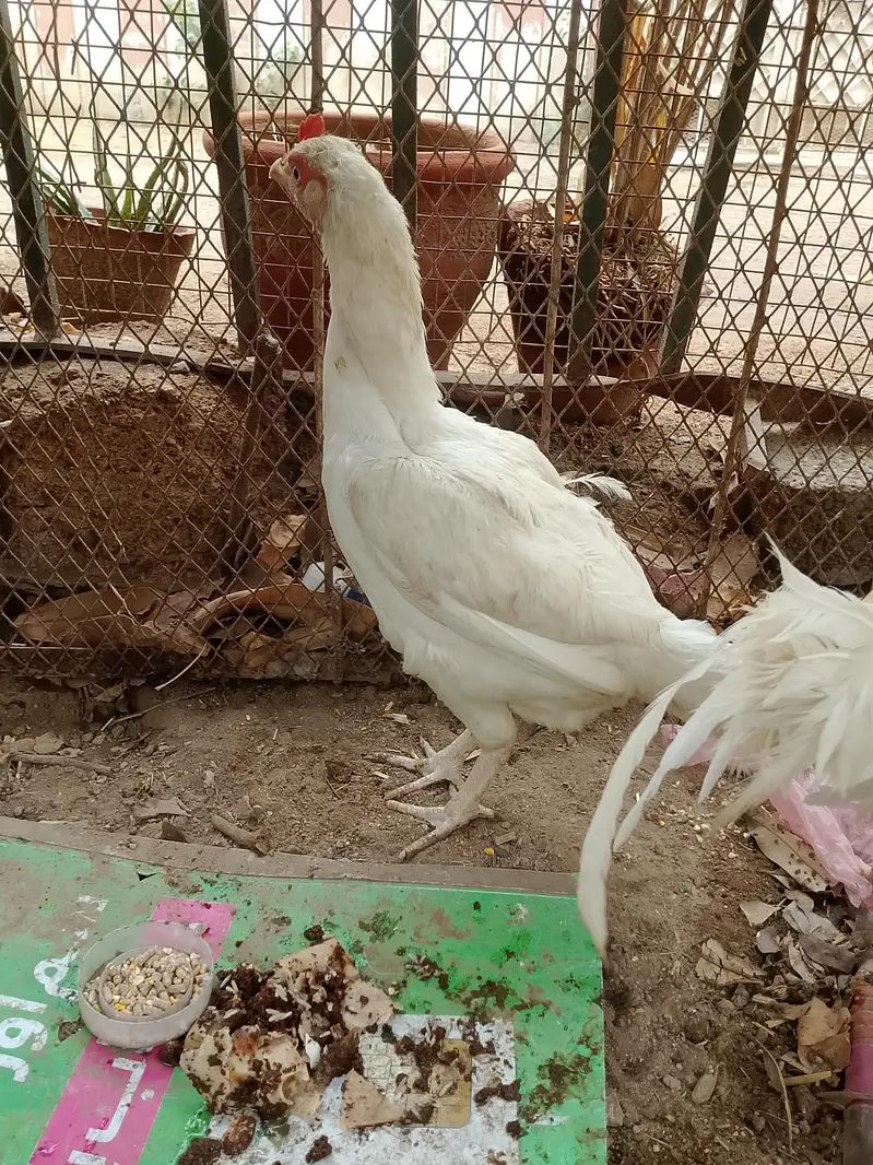 Heera aseel pair and 1:aseel hen — photo 5