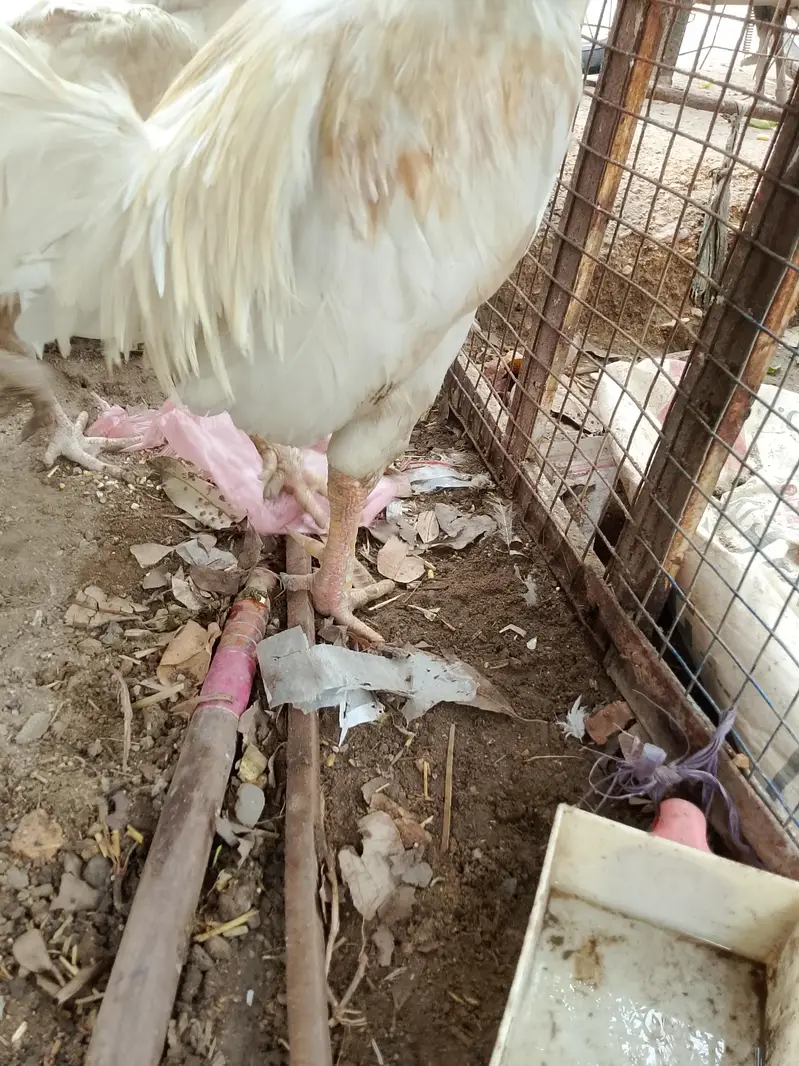 Heera aseel pair and 1:aseel hen — photo 6