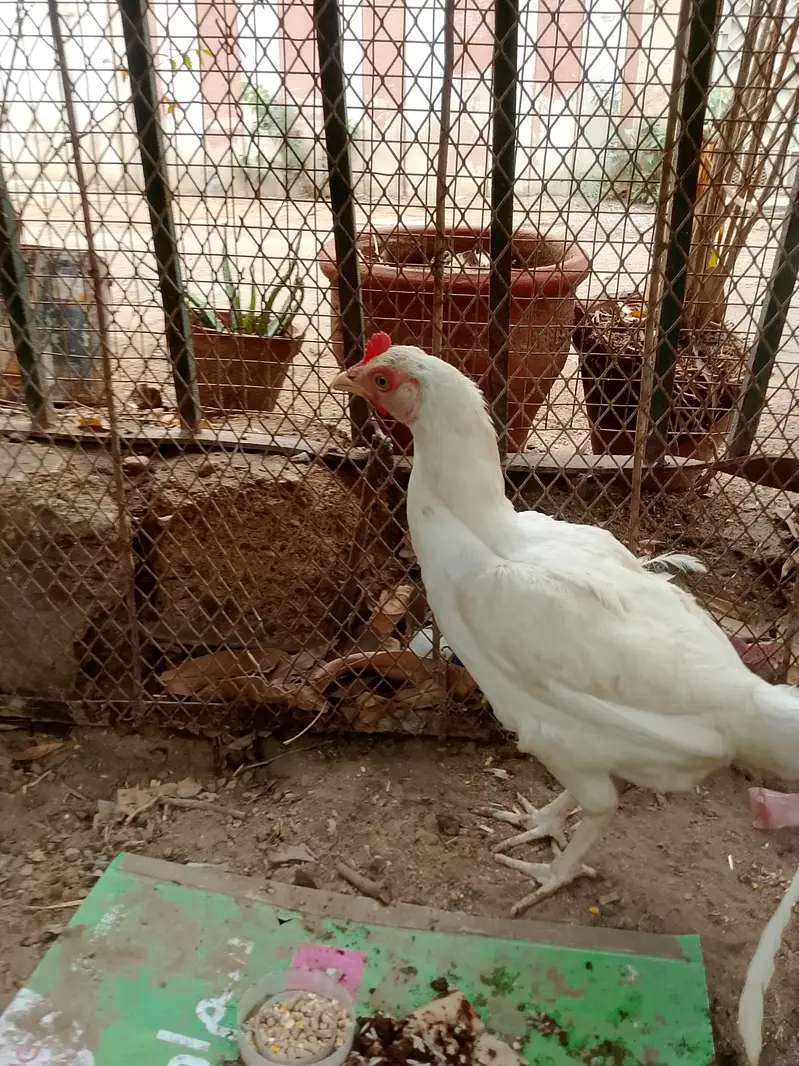 Heera aseel pair and 1:aseel hen — photo 7