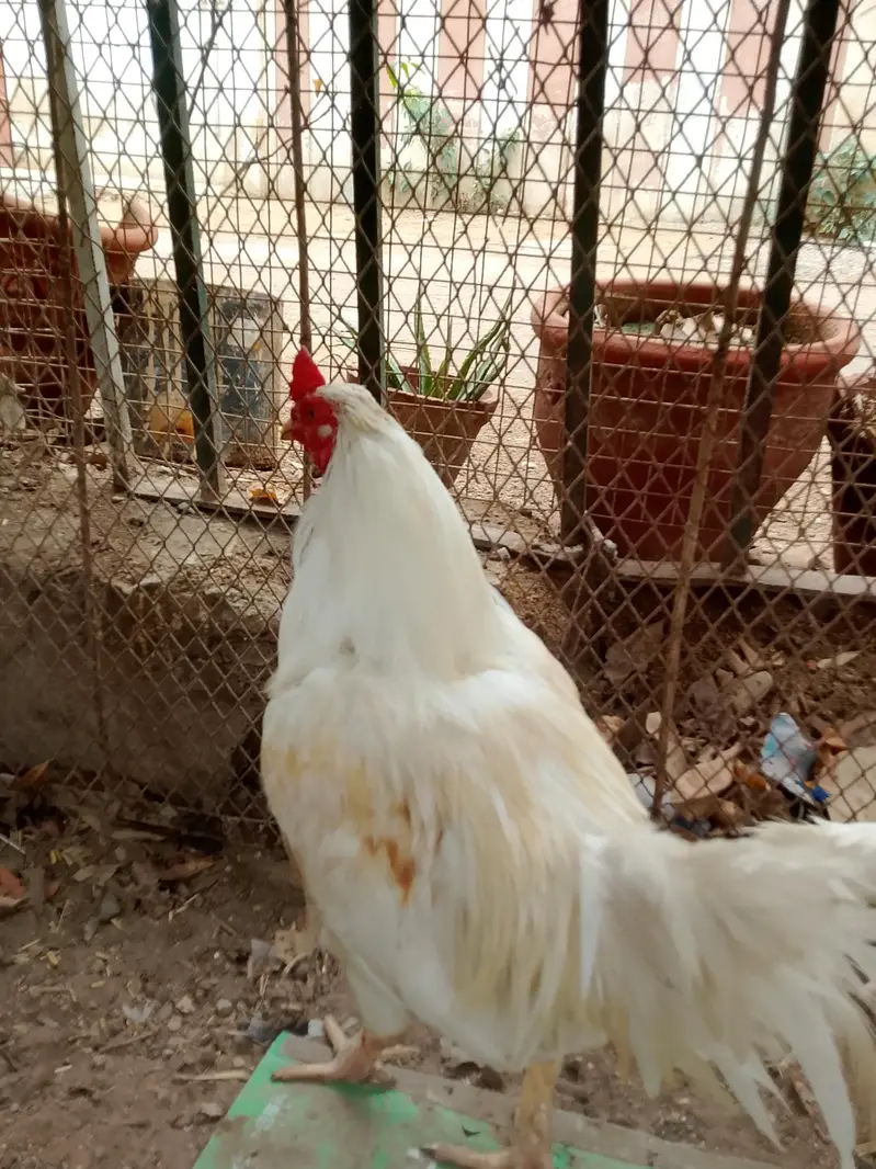 Heera aseel pair and 1:aseel hen — photo 8