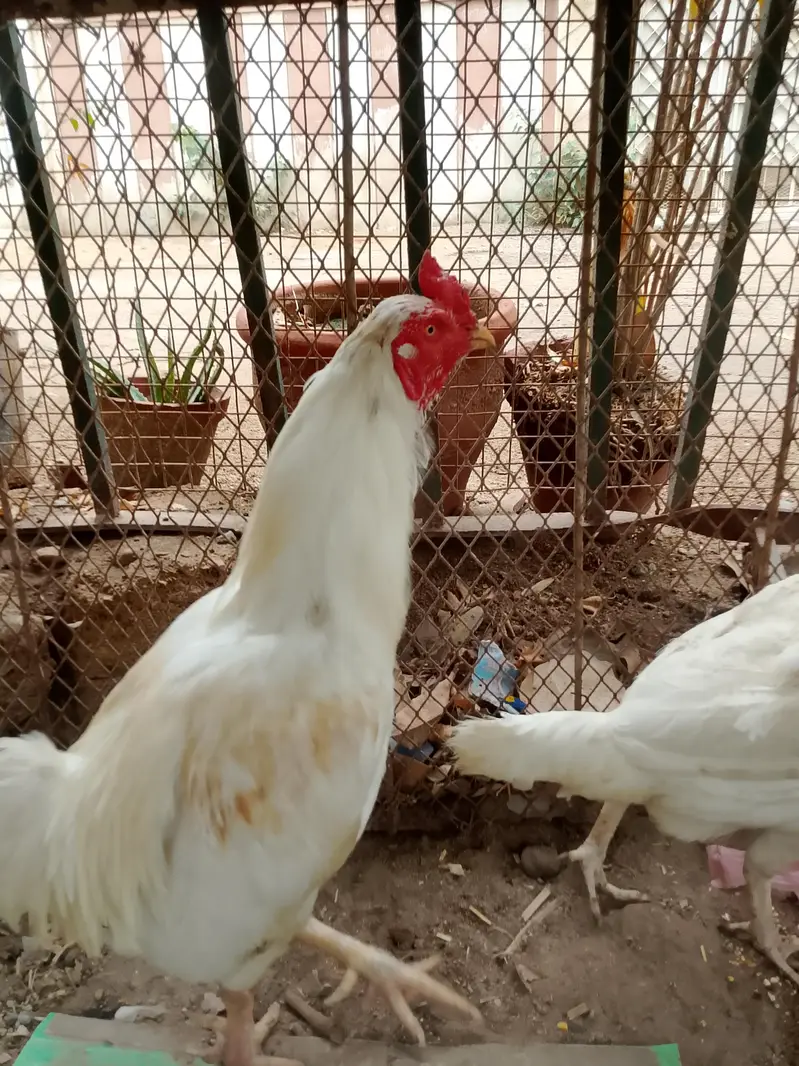 Heera aseel pair and 1:aseel hen — photo 9
