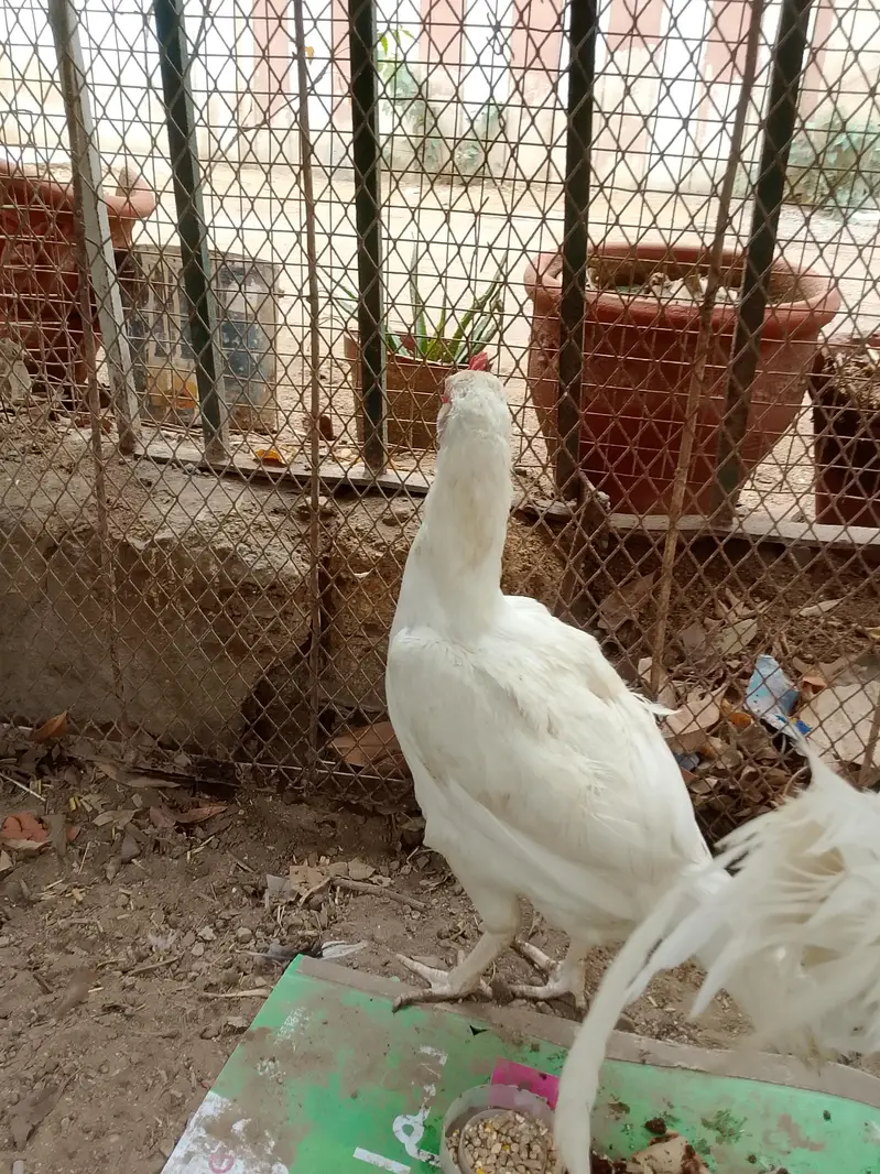 Heera aseel pair and 1:aseel hen — photo 10