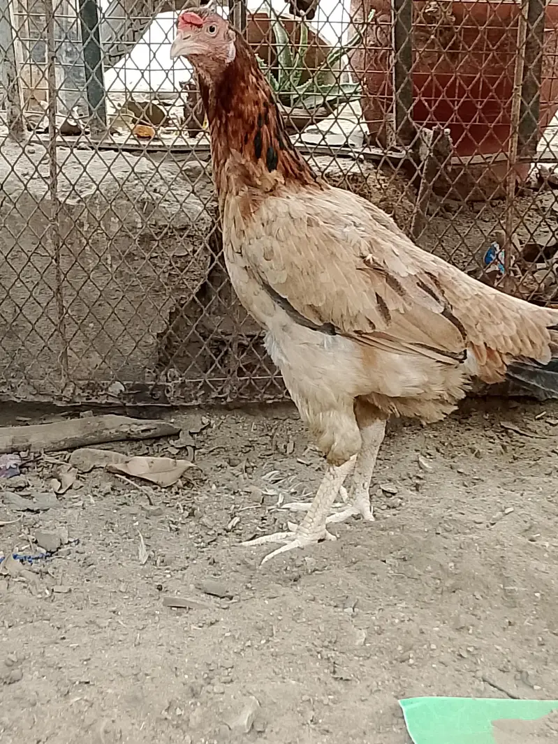 Heera aseel pair and 1:aseel hen — photo 11