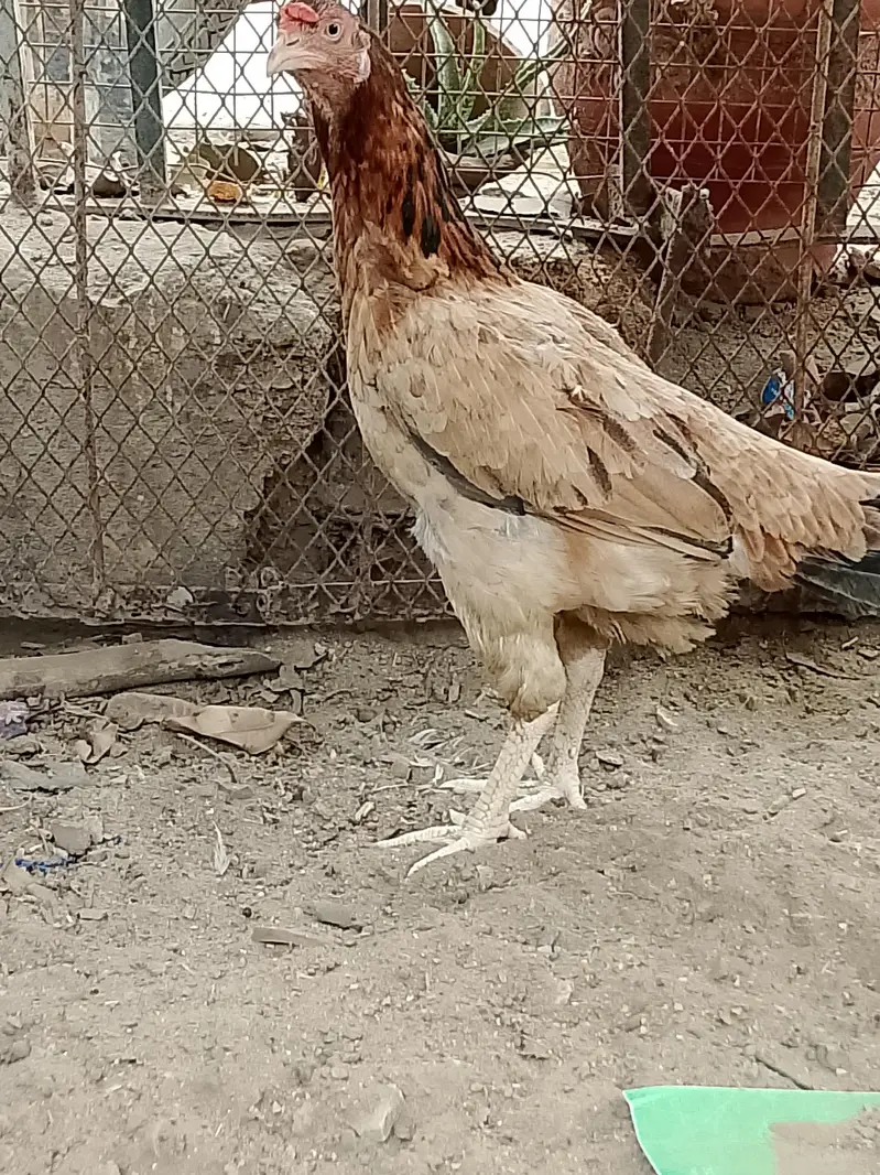 Heera aseel pair and 1:aseel hen — photo 12