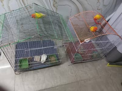 Australian parrot