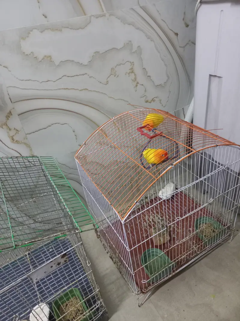Australian parrot — photo 2