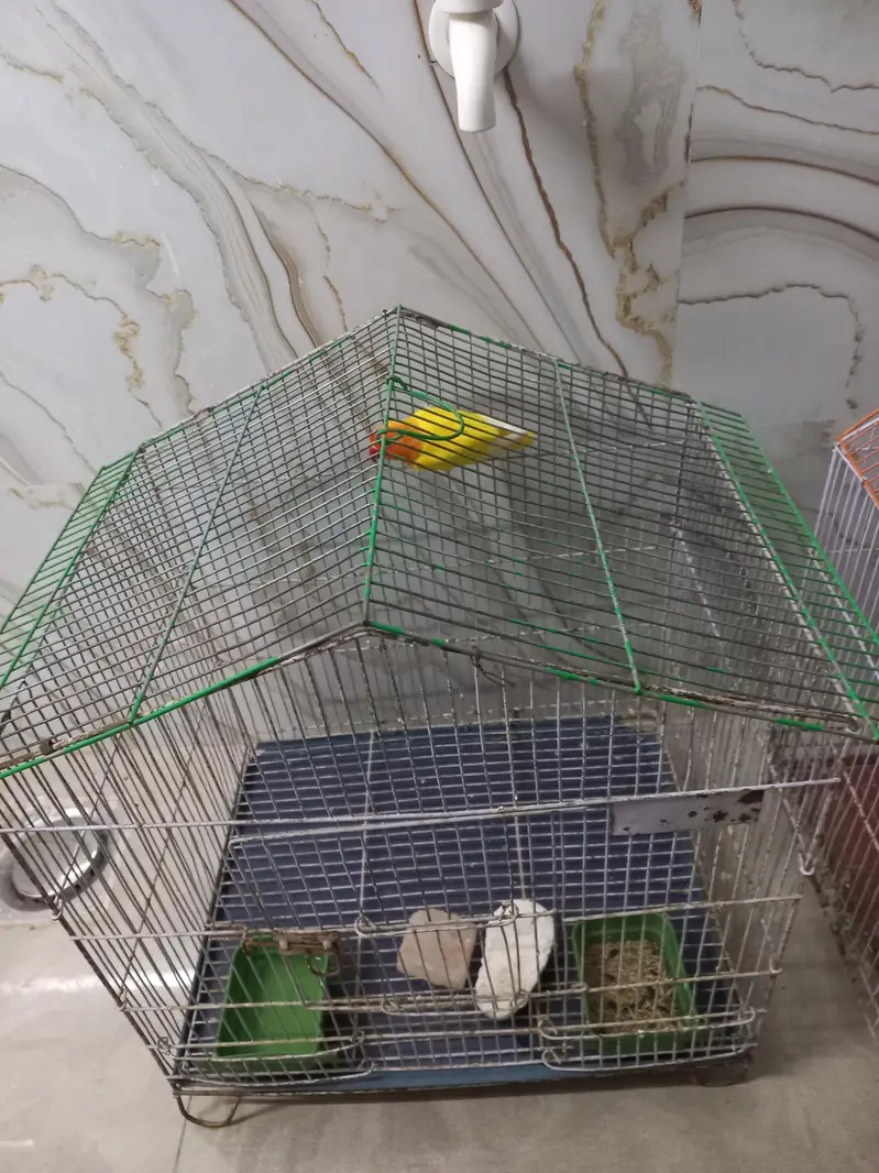 Australian parrot — photo 3