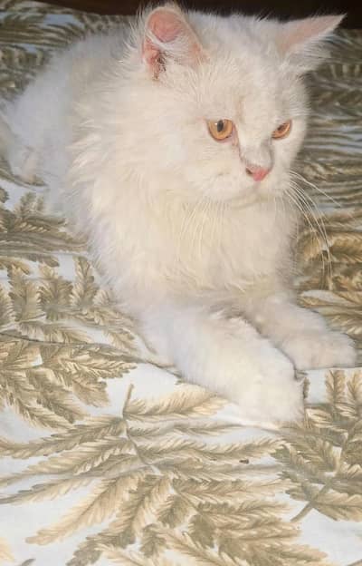 Healthy Big Cat for Sale -  (Very Friendly)