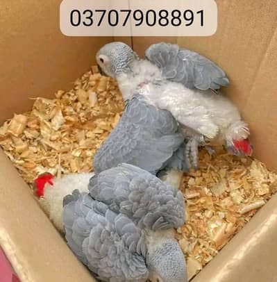 African grey parrot chips for sale 0370/790/8891