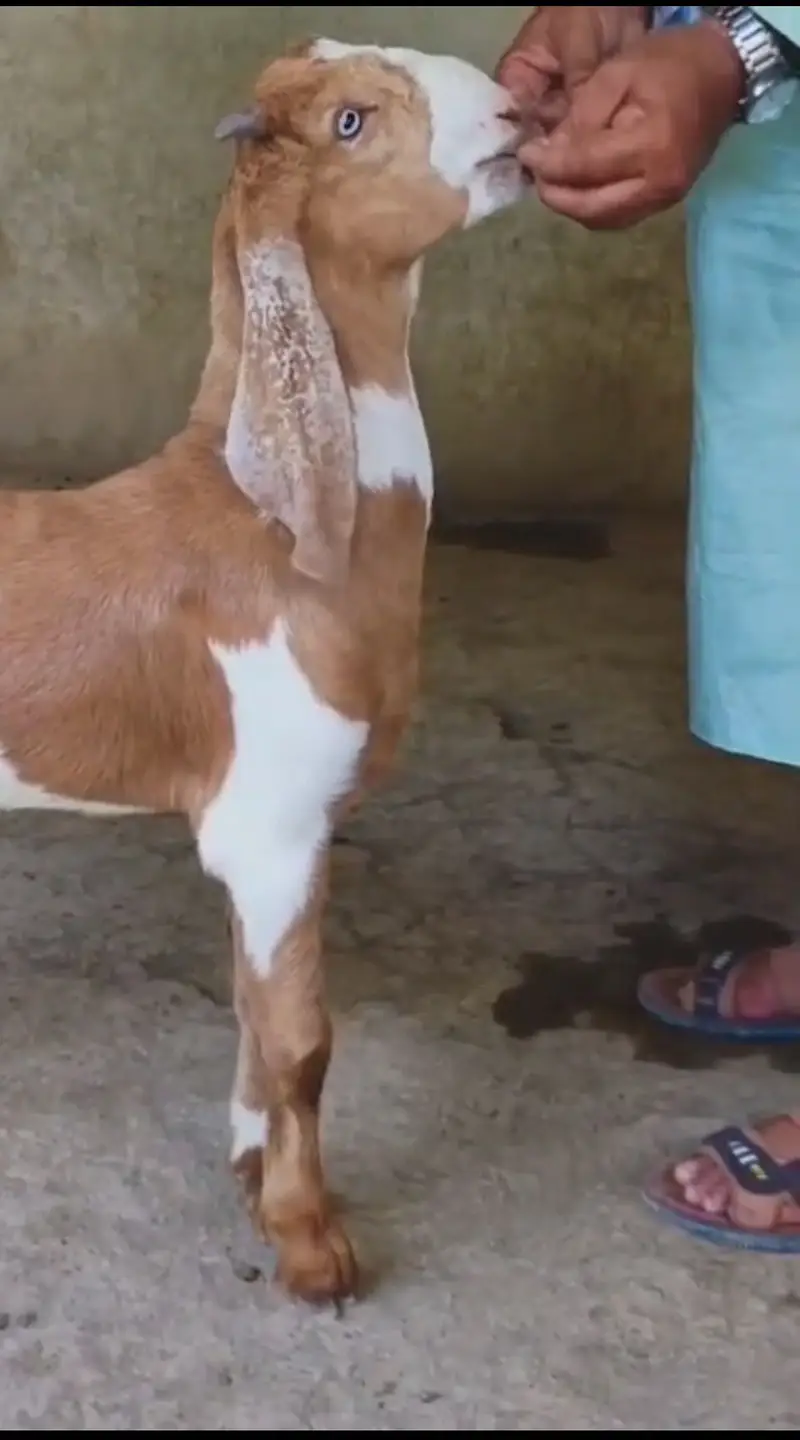 Breeder Goat Kids — photo 2