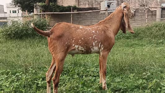 makhi cheena bakra