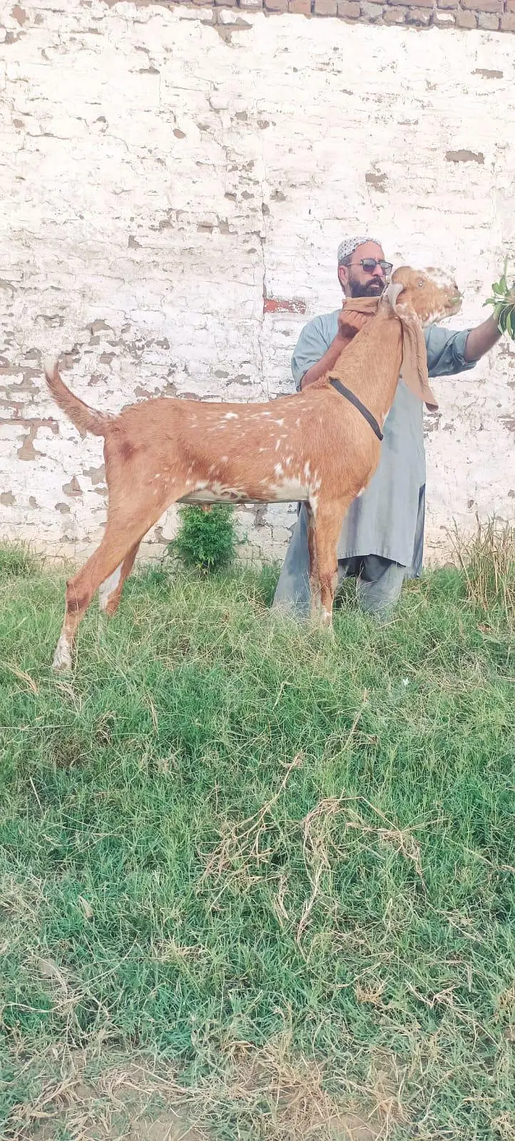 makhi cheena bakra — photo 3