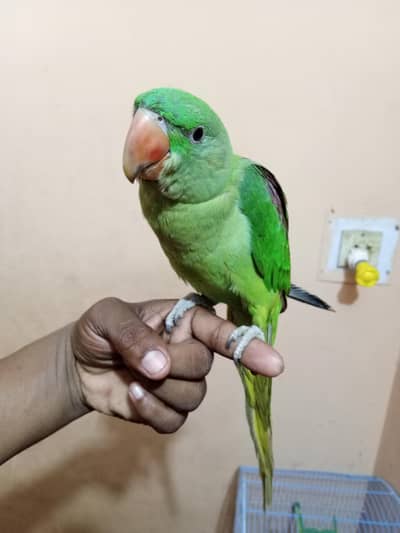 Kashmiri Raw Pahari Parrot Female Sale 0/3/1/4/2/5/9/5/7/7/5