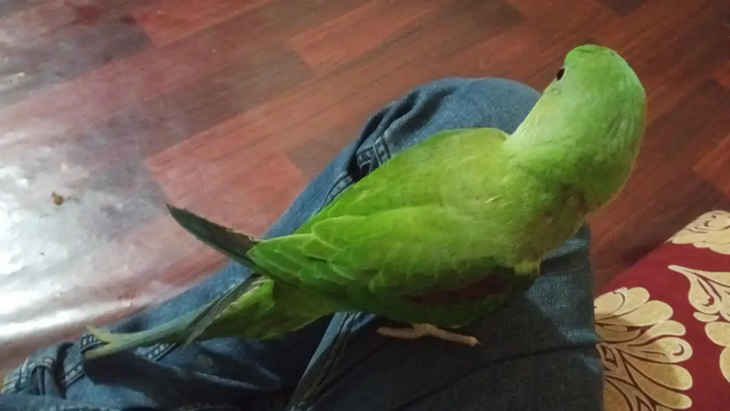 Kashmiri Raw Pahari Parrot Female Sale 0/3/1/4/2/5/9/5/7/7/5 — photo 6