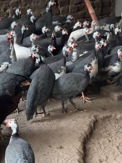 Guinea fowl titri ready to breed available